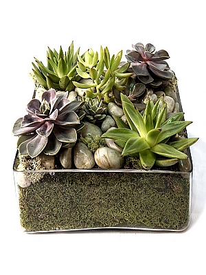 Camda Succulent
